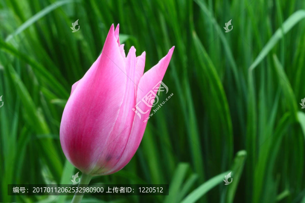 粉紅色的郁金香