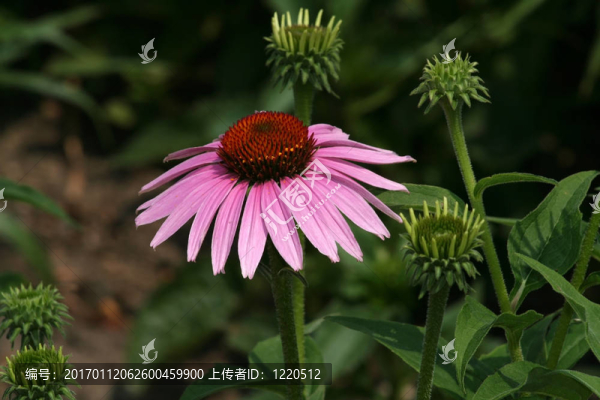 圓錐花序