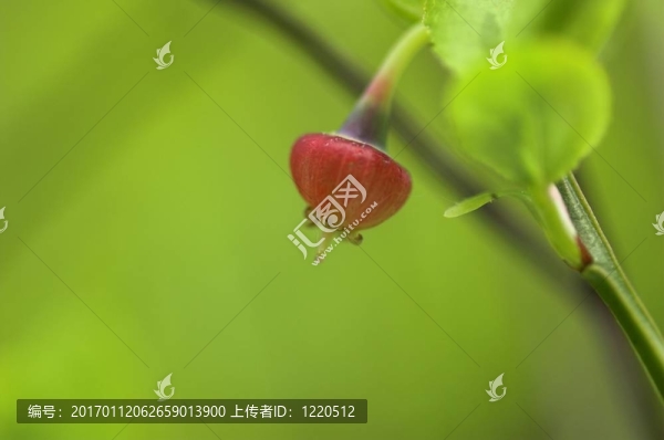 藍(lán)莓花