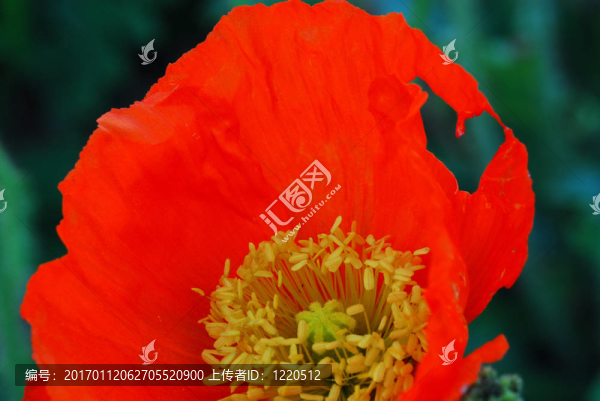 心中的花
