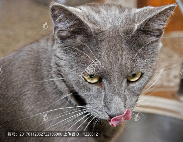 貓的舌頭-匯圖網(wǎng) www.fosd68.com 貓的舌頭