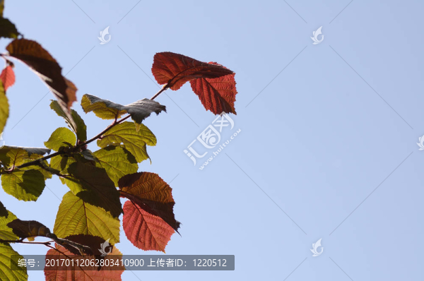 藍(lán)色天空上的五顏六色的樹葉