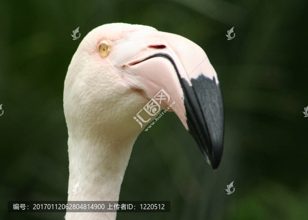 粉紅火烈鳥