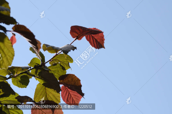 藍(lán)色天空上的五顏六色的樹葉