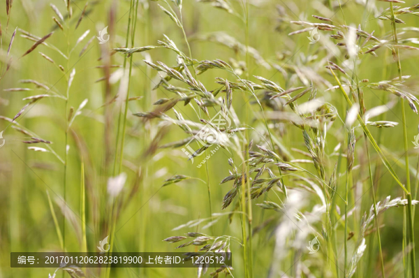 草地