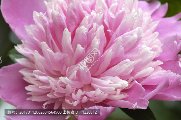 粉紅牡丹