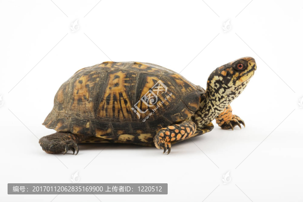 箱龜