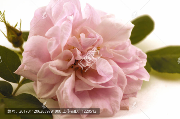 粉紅色的玫瑰-匯圖網(wǎng) www.fosd68.com 粉紅色的玫瑰