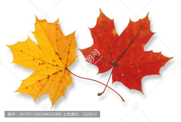 兩楓葉-匯圖網(wǎng) www.fosd68.com 兩楓葉