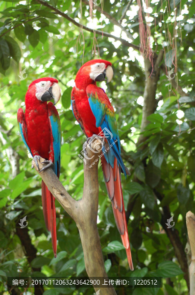 紅parrot2