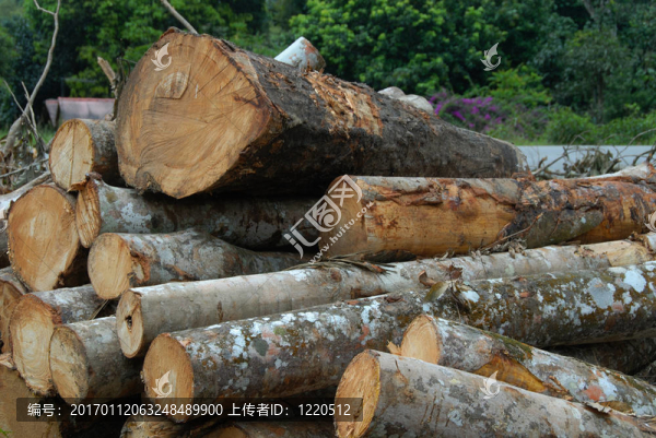 橡膠樹(shù)的Woods2