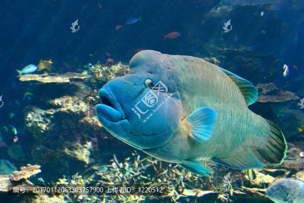 駝峰為首的毛利瀨魚