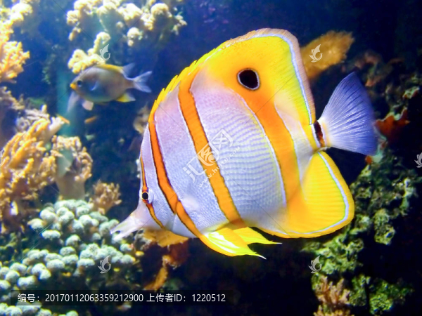 小丑魚