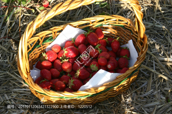 籃子的草莓