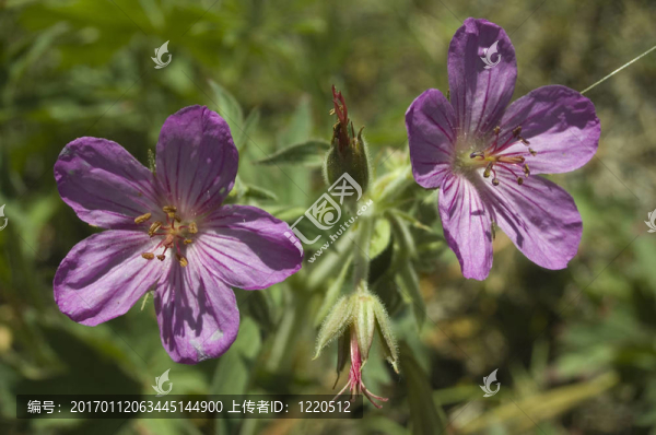 野花:Geraniums-匯圖網(wǎng) www.fosd68.com 野花:Geraniums