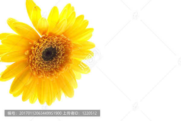 黃色的雛菊