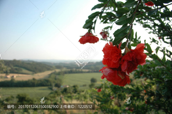 紅色的托斯卡納花-匯圖網(wǎng) www.fosd68.com 紅色的托斯卡納花