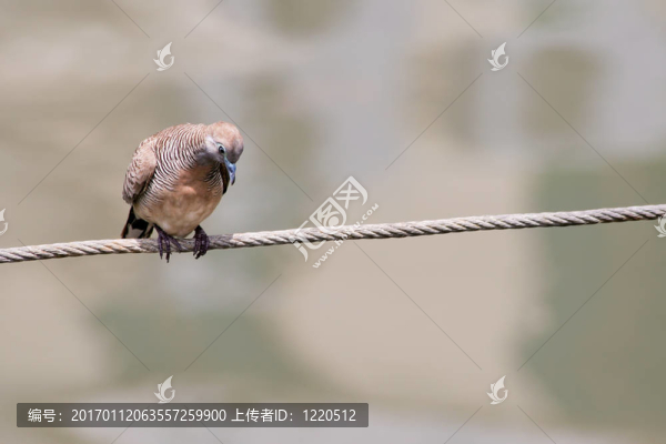 如此的孤獨