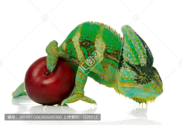 紅李子和變色龍