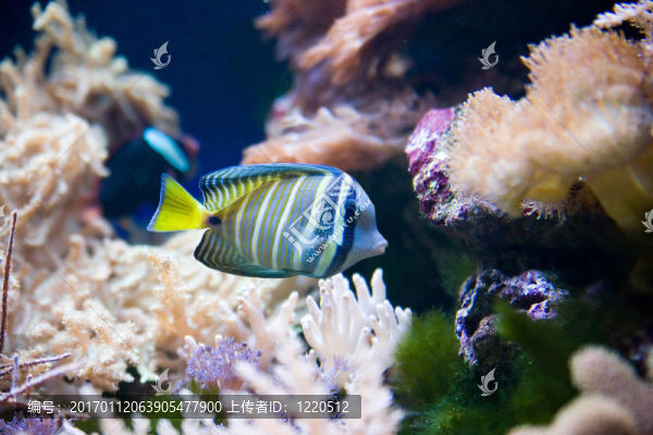 熱帶魚
