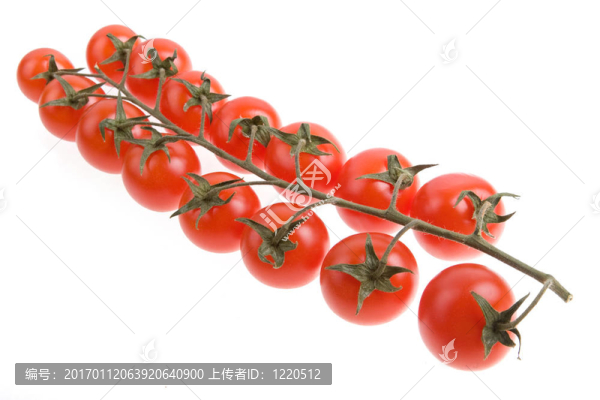 櫻桃番茄中分離