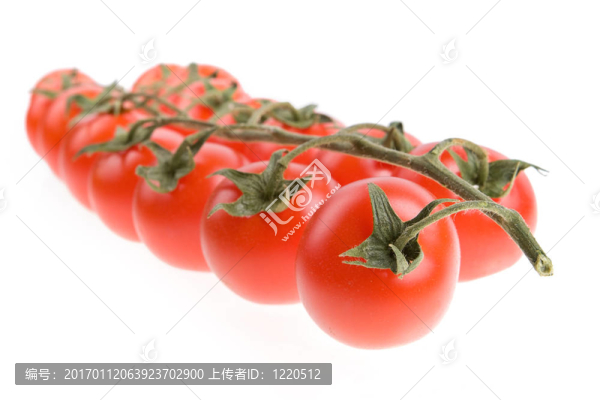 櫻桃番茄中分離