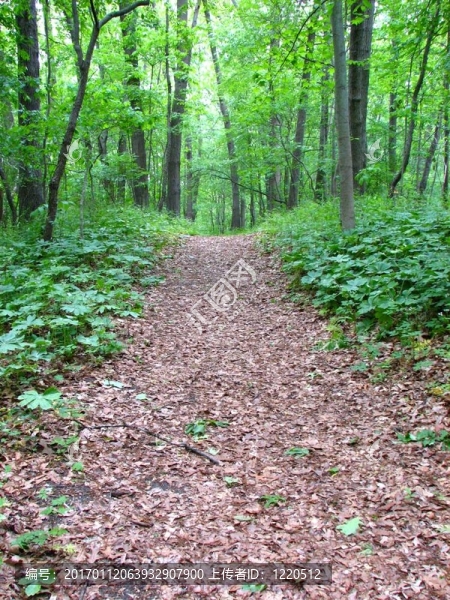 森林的小路