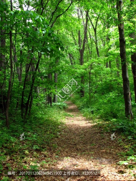 森林的小路