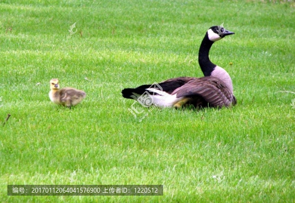 鵝和雛鵝