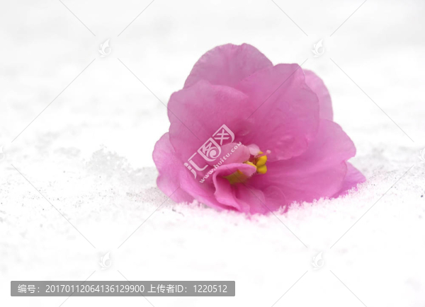 紫色的雪