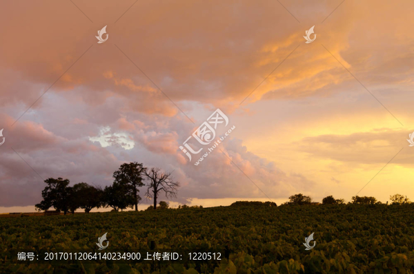 夕陽中的葡萄園