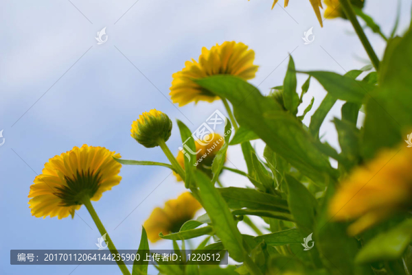 花
