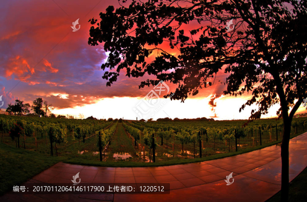 葡萄園的夕陽