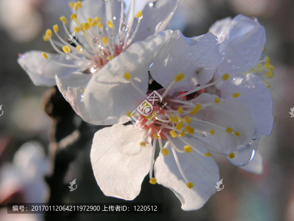 aprikot開花滴