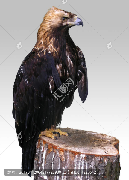 激怒了獵鷹