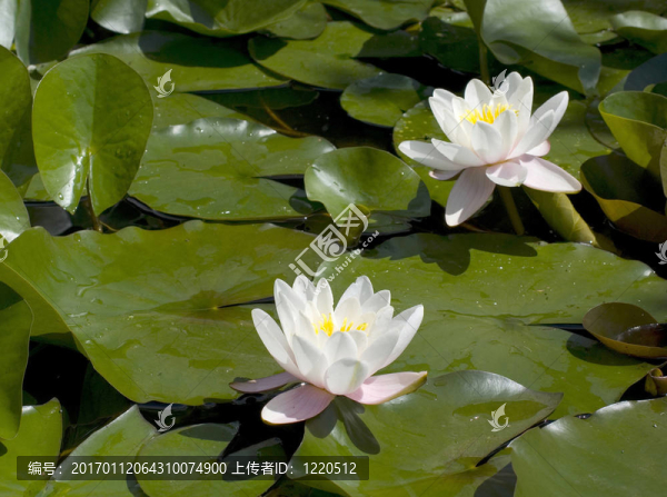出水芙蓉