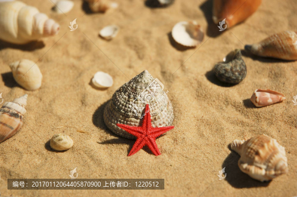 紅色星星和貝殼