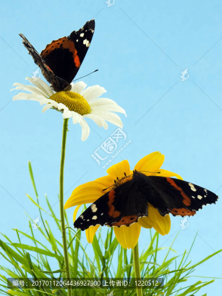 蝴蝶在雛菊