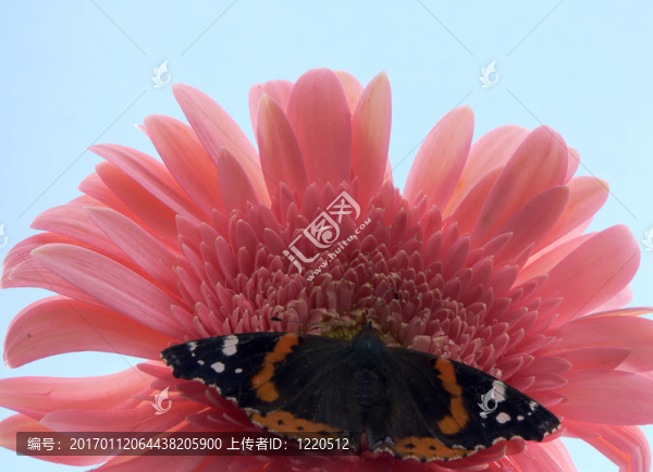 對非洲菊雛菊蝴蝶