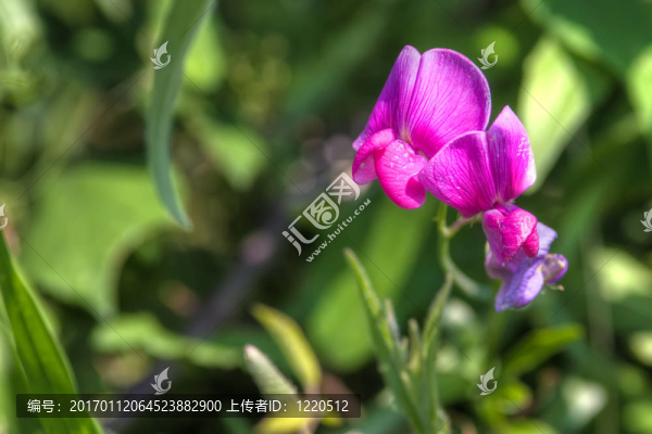 單甜豌豆