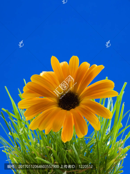 雛菊-匯圖網(wǎng) www.fosd68.com 雛菊