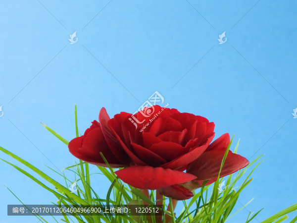 紅色的秋海棠