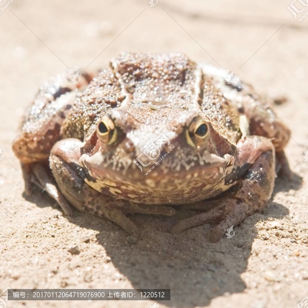 青蛙