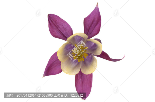 孤鴿
