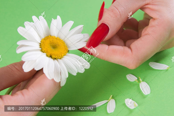 甘菊