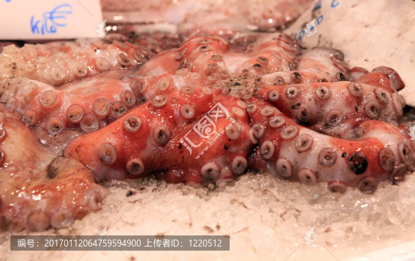 鮮章魚
