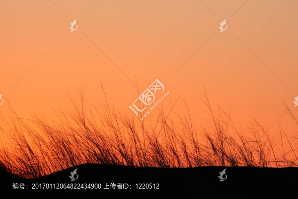 草的剪影