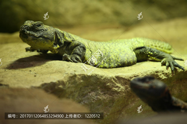 刺尾agamid