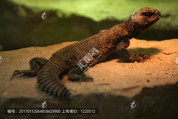 刺尾agamid