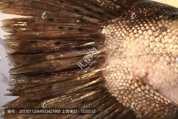 魚(yú)尾